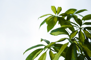 Schaeffler Bush on a light blue background