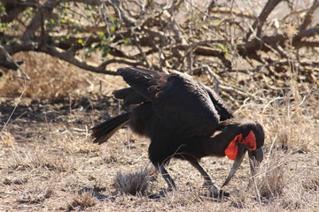 Southern Ground Hornbill in South Africa