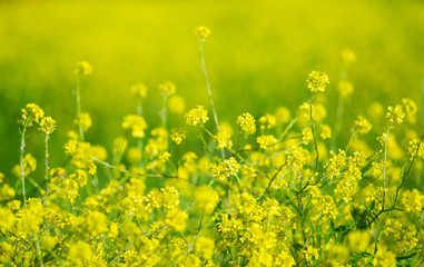 Beautiful flower of the rapeseed closeup on a blurred background, selective focus.