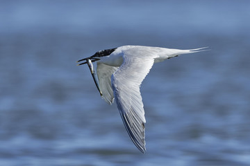 Sandwich tern (Thalasseus sandvicensis)
