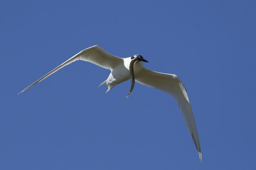 Sandwich tern (Thalasseus sandvicensis)
