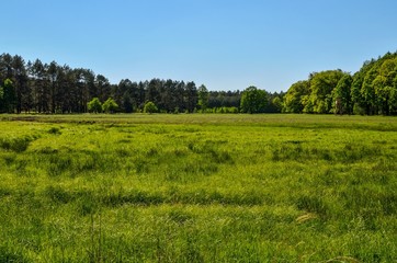 Spring sunny landscape. Green meadow in a beautiful forest.