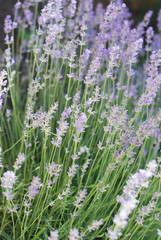 Obraz premium Purple Violet Lavender Flowers in Bloom Field closeup background. Selective focus used.