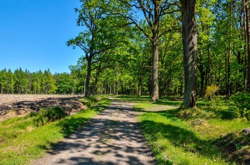 Spring forest landscape. A road among green trees.