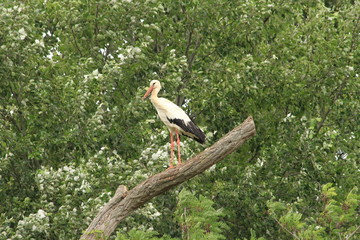A Stork in France