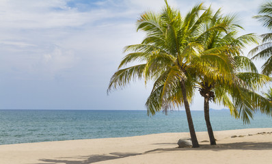 Fototapeta na wymiar Coconut tree on the beach.