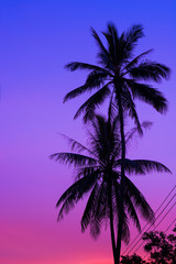 Fototapeta na wymiar beautiful Silhouette of coconut tree with twilight sky 