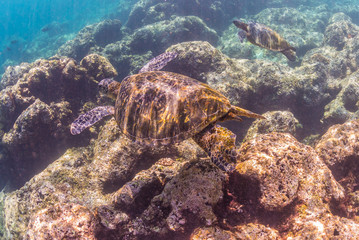 Sea Turtle swimming over the reef