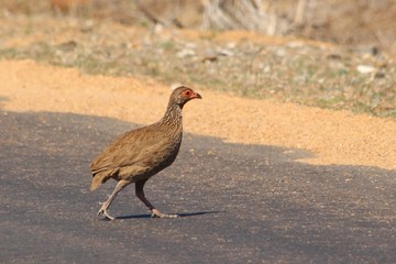 francolin walking