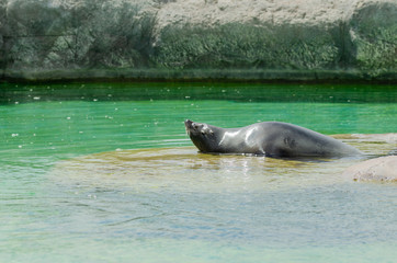 A South American Fur Seal is resting on a rock