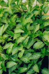 Saplings of pepper with green foliage