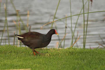 Dusky Moorhen