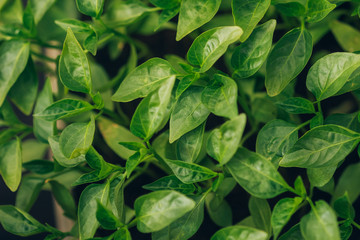 Pepper seedlings top view