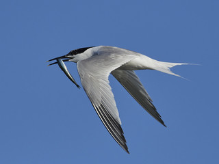 Sandwich tern (Thalasseus sandvicensis)