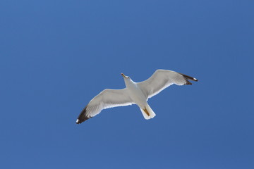 gull flying
