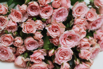 Coral Pink Rose Flower Isolated. flower bouquet bunch on White Background. Copy space.