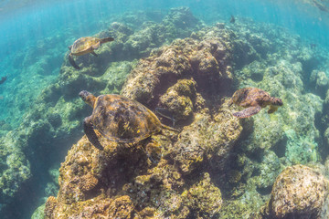 Three Turtles Underwater