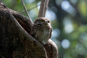 Spotted owlet is a small owl
