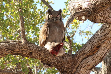 Verreaux's Eagle-Owl