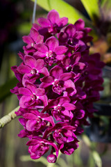 beautiful orchid flowers in garden