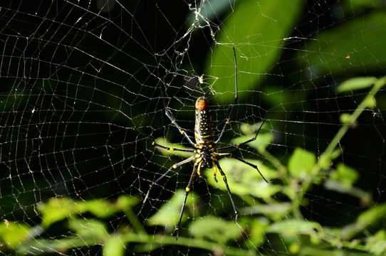 Closeup, big spider hang on cobweb in green tropical forest.