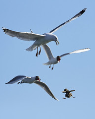 Black-headed gull (Chroicocephalus ridibundus) chasing European herring gull (Larus argentatus)