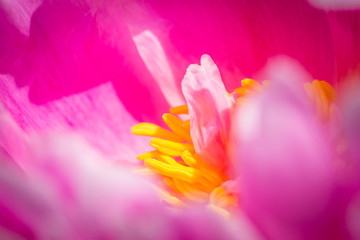 details of the yellow stamens of a pink peony