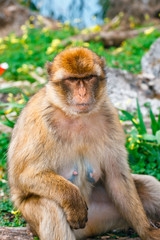 Portrait of a wild female macaque.  Macaques are one of the most famous attractions of the British overseas territory