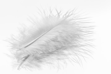 Obraz premium young white feather on a mirror