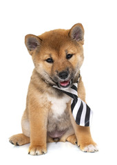 puppy shiba inu