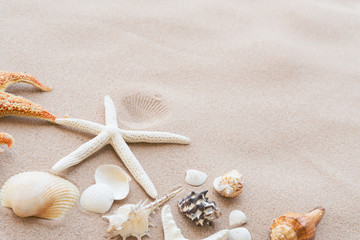 Fototapeta na wymiar Group of beautiful seashell and starfish on Sandy beach background background for summer holiday and vacation concept.
