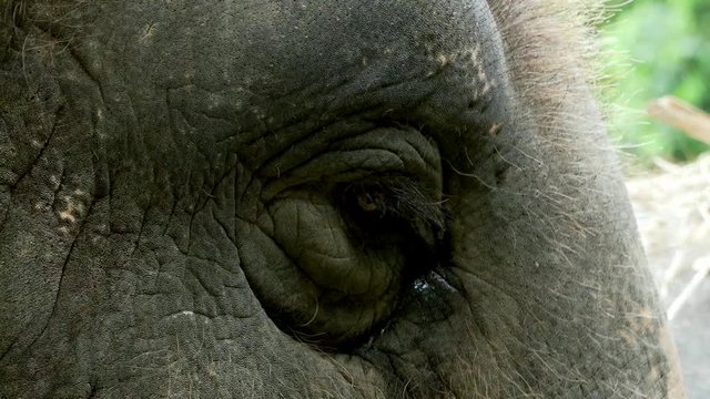 Asia elephant close-up. 