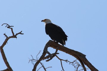 fish eagle in Africa
