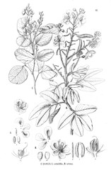 Illustration of plant