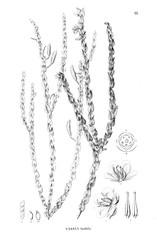 Illustration of plant