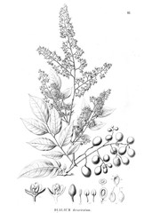 Illustration of plant