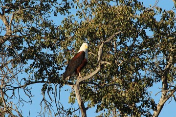 fish eagle in Africa
