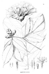 Obraz premium Illustration of plant