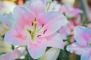 Obraz na płótnie Canvas Close-Up Of Pink Lily 