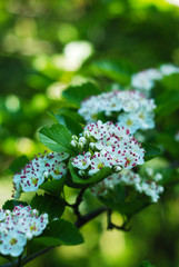 Euphorbia leucocephala Lotsy Pascuita, White-laced euphorbia, The tree is a shrub. Usually flowers in Summer