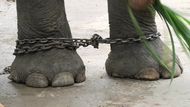Elephant Chain Rope Elephant On Rope Images – Browse 1,045 Stock Photos, Vectors, and Video ...