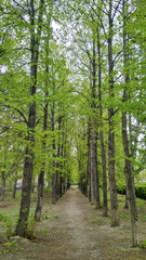 Linden alley in the city Park in early spring