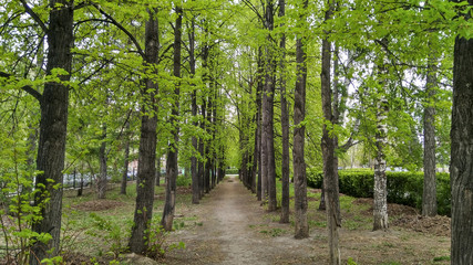 Obraz premium Linden alley in the city Park in early spring