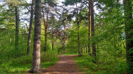 Summer landscape: a forest road through the forest