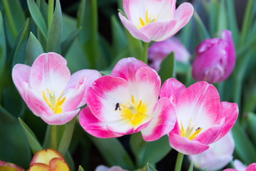 Close-Up Of Pink Lily 