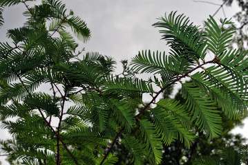 Green leaves like sharp needles, natural organic plant  texture on gray background