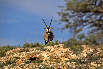 Gemsbok, Oryx gazella gazella, standing on the horizon, Kalahari South Africa