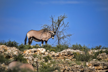 Gemsbok, Oryx gazella gazella, postpones smell, Kalahari South Africa