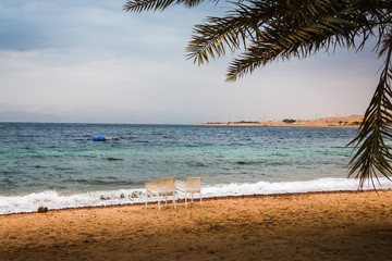 Palm trees with green grass and cloudy sky