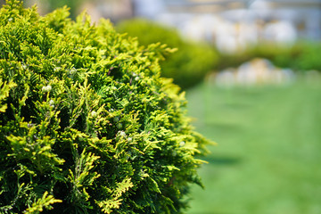 Fototapeta premium Park with beautiful bushes and a green lawn. Lawn in front of the house in nature. Landscape design. Stock Photo